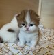 British longhair