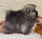 Spitz pomeranian