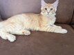 Chatons Maine Coon