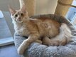 Chatons Maine Coon