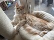 Chatons Maine Coon