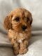 Cavapoo toys nés et élevés dans la maison...