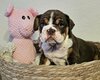 Chiots Bouledogues Anglais exotiques, choco,...