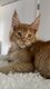 Chatons Maine Coon disponibles