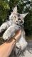 Chatons Maine Coon disponibles