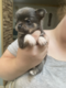1 chiot chihuahua