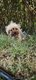 Yorkshire terrier petit