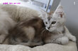 Des bébés Maine Coon cherchent leur nouvelle...