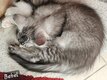 Des bébés cherchent leur nouvelle famille Env....