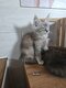 Des bébés Maine Coon cherchent leur nouvelle...
