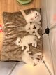 Sacrée de birmanie