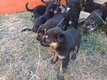 Chiots berger allemand, Pups duitse herder