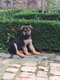 Chiots berger allemand, Pups duitse herder