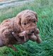 Irrésistibles chiots Cavapoo TOY