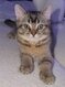 British Shorthair disponible