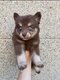 Magnifique Pomsky chercher famille