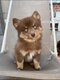 Magnifique Pomsky [cherche] famille