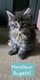 Maine-coon dispos  - élevage familial
