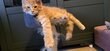 Maine-coon dispos  - élevage familial