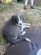 Femelle Border Collie