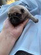 Chiot à vendre