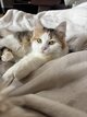 Chatte arlequine