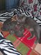 Chatons British Shortair bleue