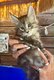 5 magnifiques chatons Maine Coon