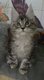 3 magnifiques chatons Maine Coon