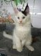 2 magnifiques chatons Maine Coon