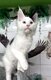 1 magnifique chaton Maine Coon