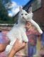 Magnifique chaton Maine Coon