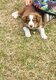 Chiot border collie