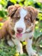 Chiot border collie