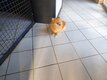 Femelle Spitz allemand nain