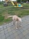 Labrador