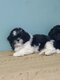 Shihtzu