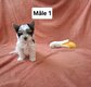 Joli petit mâle biewer [cherche] une famille...