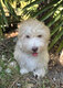 Bichons Havanais de 4 mois