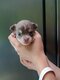 Chiots chihuahua