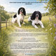 Chiots Springer Spaniel Anglais à vendre