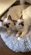 Chatons mâles et femelles Sacré de birmanie