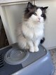 Ragdoll