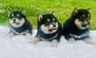 Shihba inu