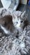 Chatons aux yeux bleus