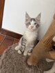 Chatons aux yeux bleus
