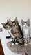 Chatons aux yeux bleus