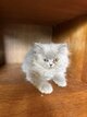 Magnifique chaton British