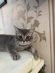 Magnifiques chatons Scottish