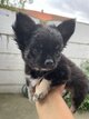 Magnifiques chiots chihuahua , 1 mâle et 1...